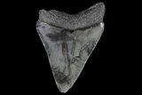 Serrated, Juvenile Megalodon Tooth #74280-1